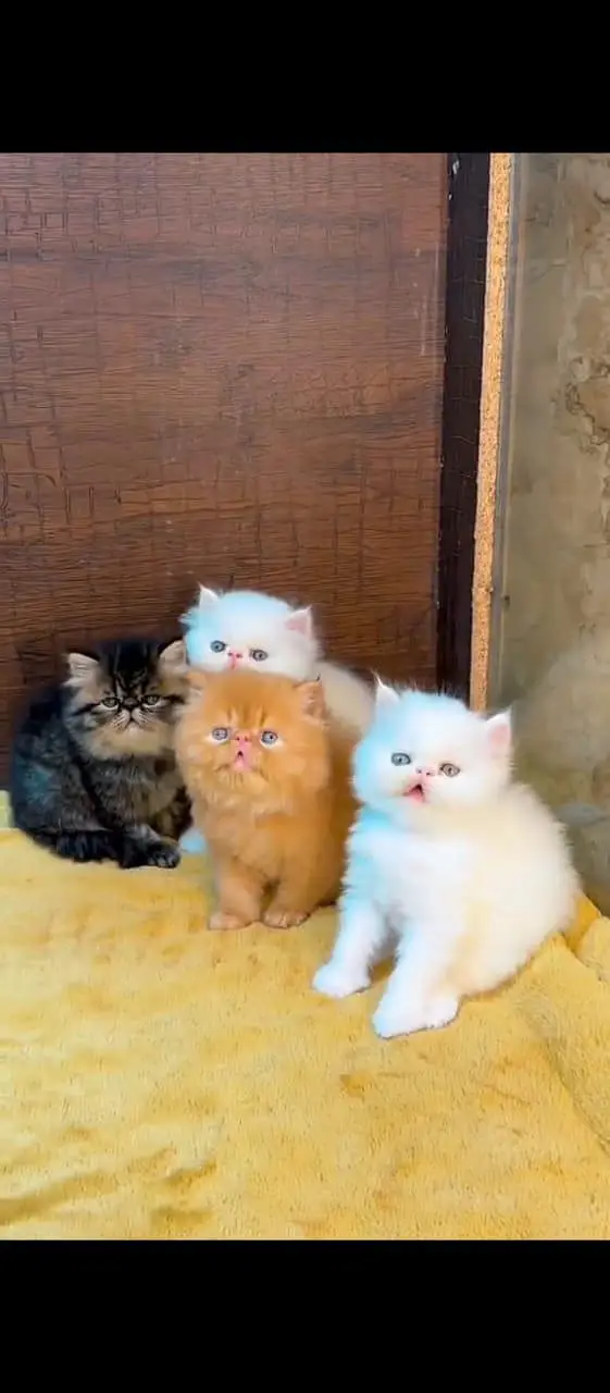 Persian cat for sale male or female three month — photo 2