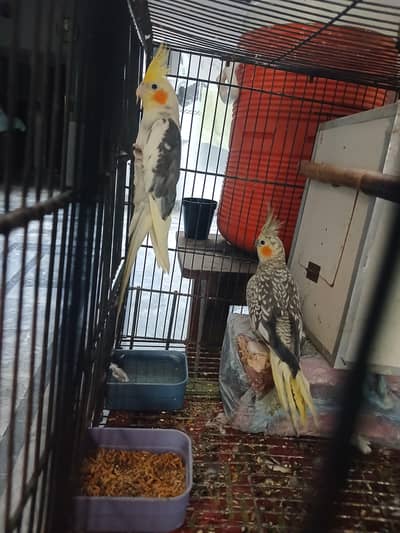 parrot coctail