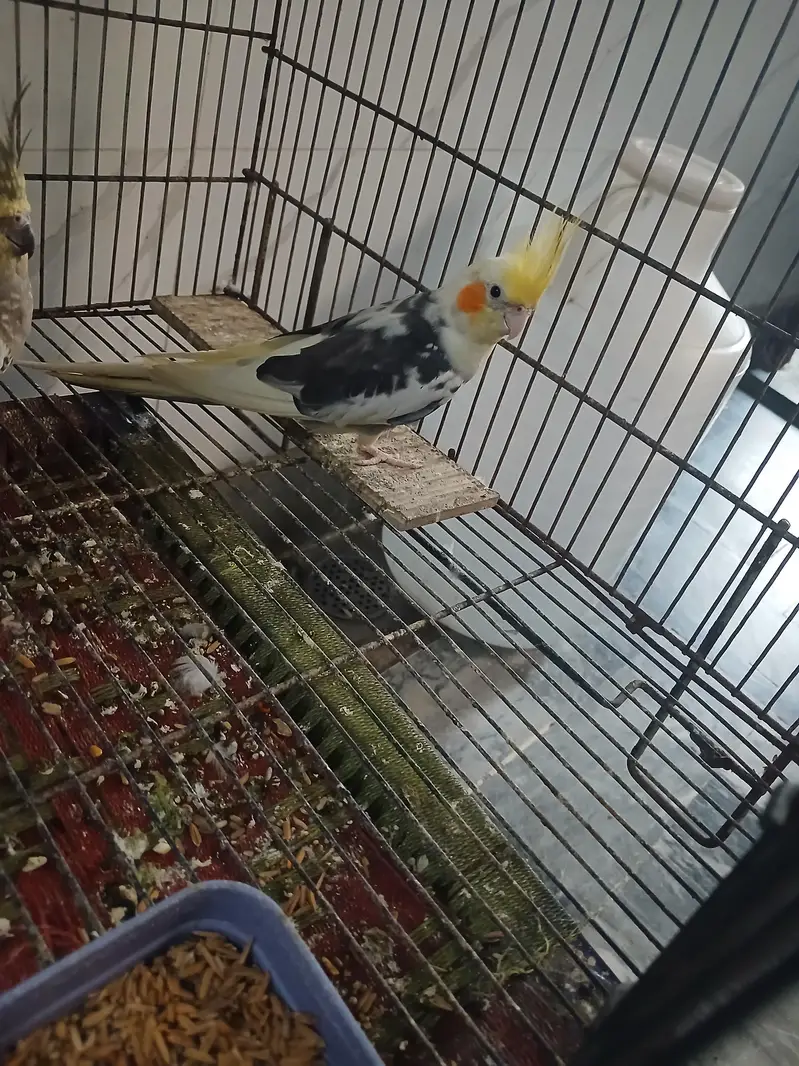 parrot coctail — photo 2