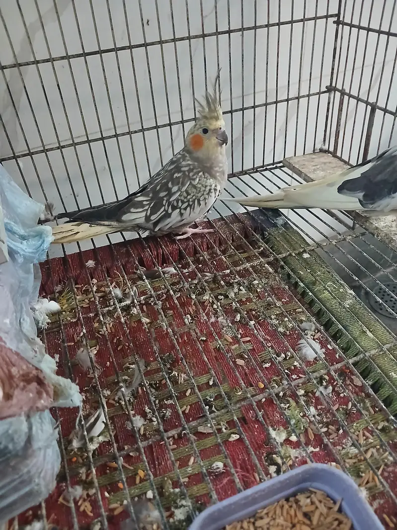 parrot coctail — photo 3