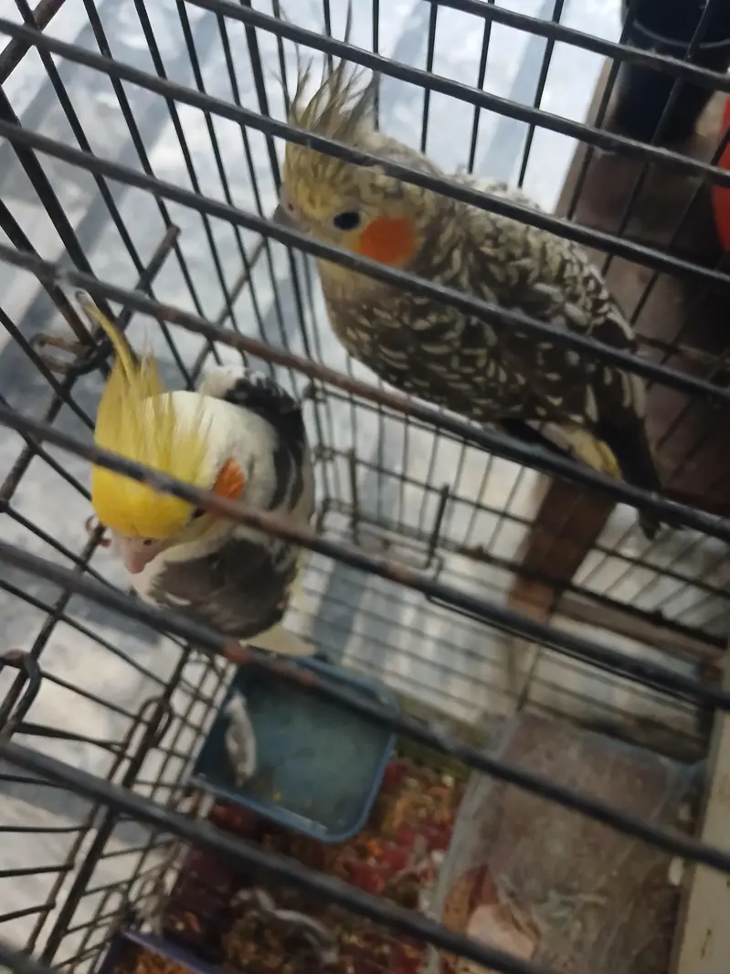 parrot coctail — photo 4