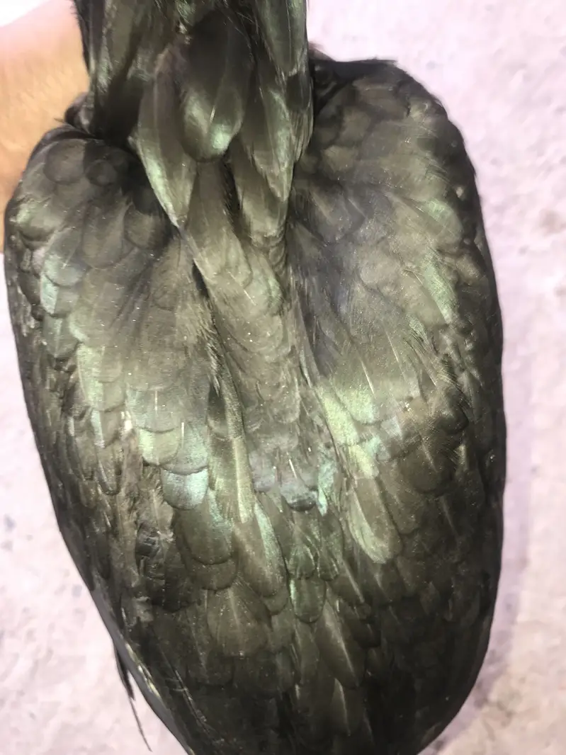 All Ok . Best for eggs , kurakkk and raise chicks perfectly — photo 3
