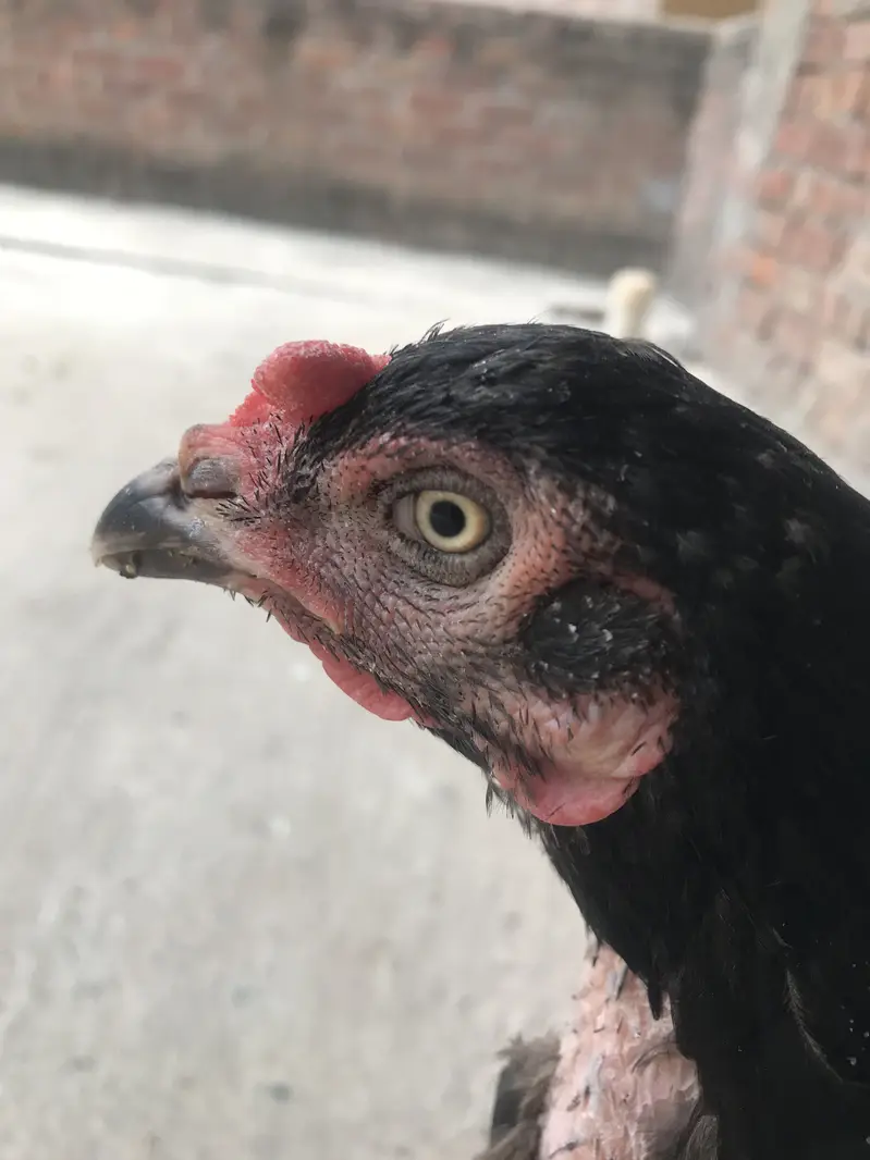 All Ok . Best for eggs , kurakkk and raise chicks perfectly — photo 4