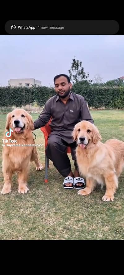 4 month old Pedigree microchip female pup of Golden retriever is up fo