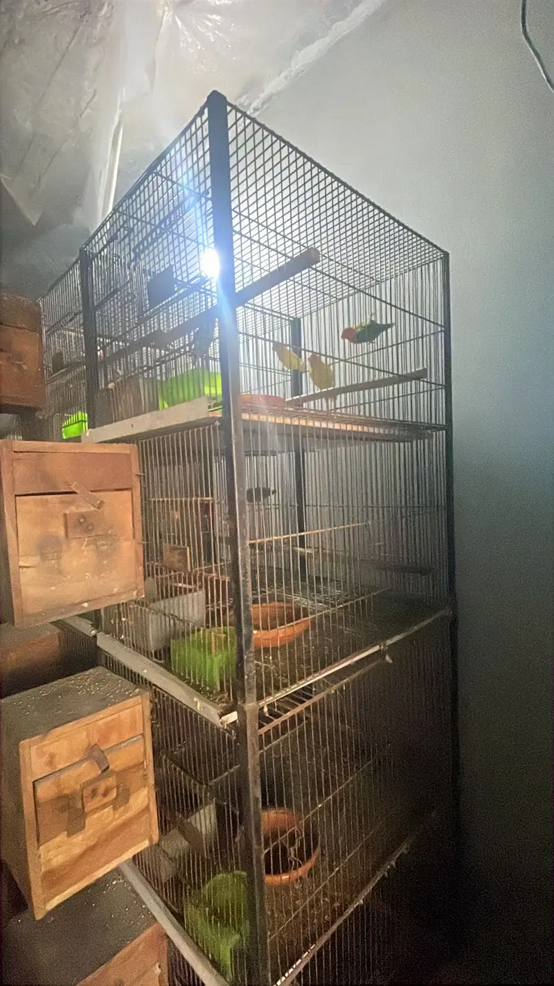 BIRDS CAGES| Iron Cage | Birds Cages in Lahore| Pinjara/پِنجررا — photo 6