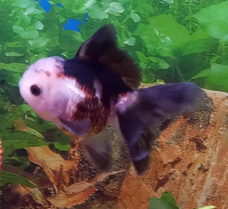 Goldfish for sale