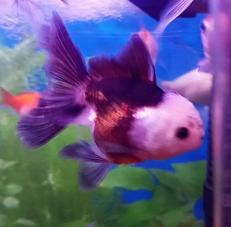 Goldfish for sale — photo 2