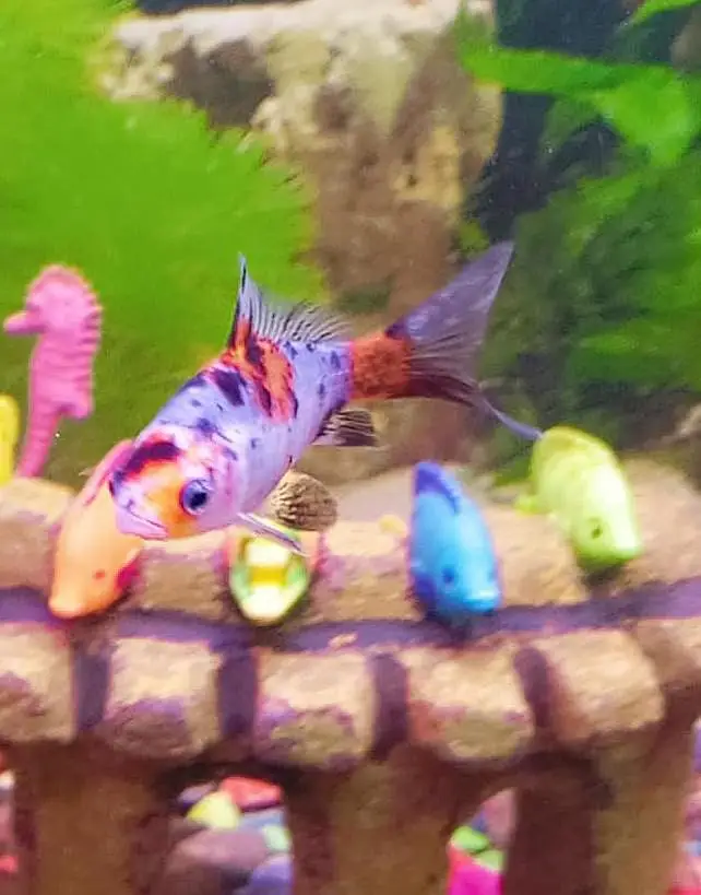 Goldfish for sale — photo 3