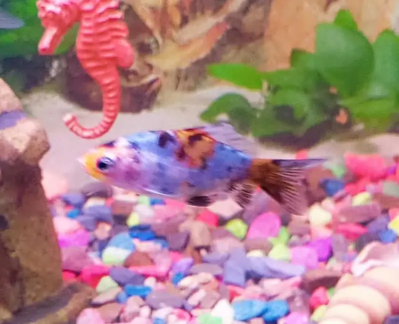 Goldfish for sale — photo 4