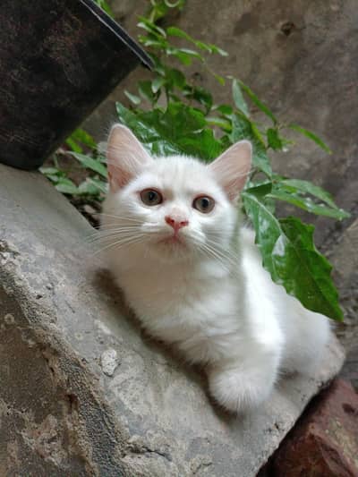 Persian fluffy kittens 2.5 month age up for sale