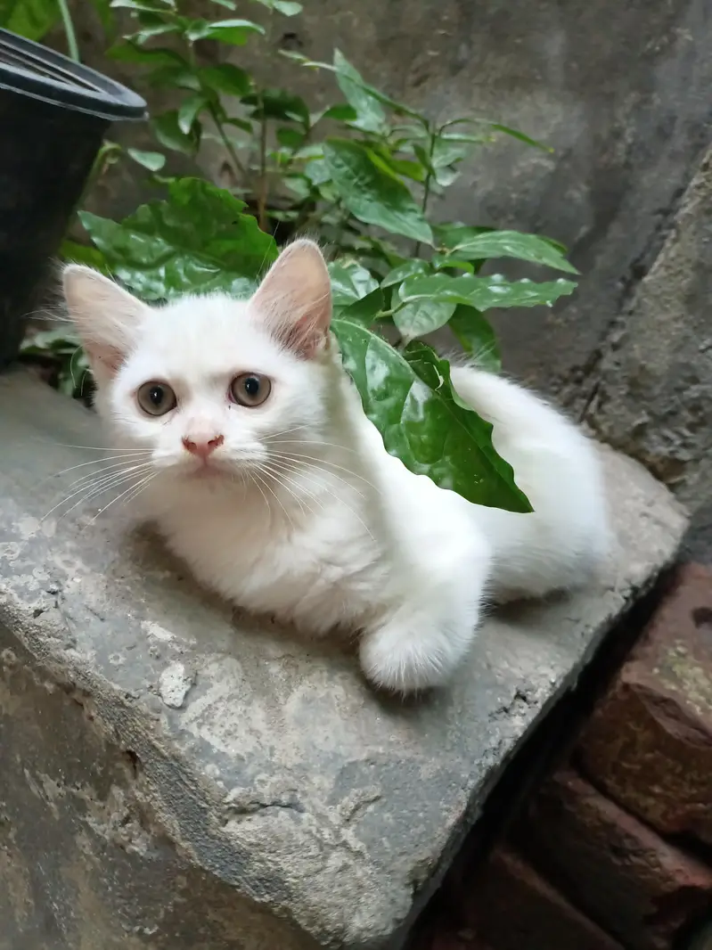 Persian fluffy kittens 2.5 month age up for sale — photo 2