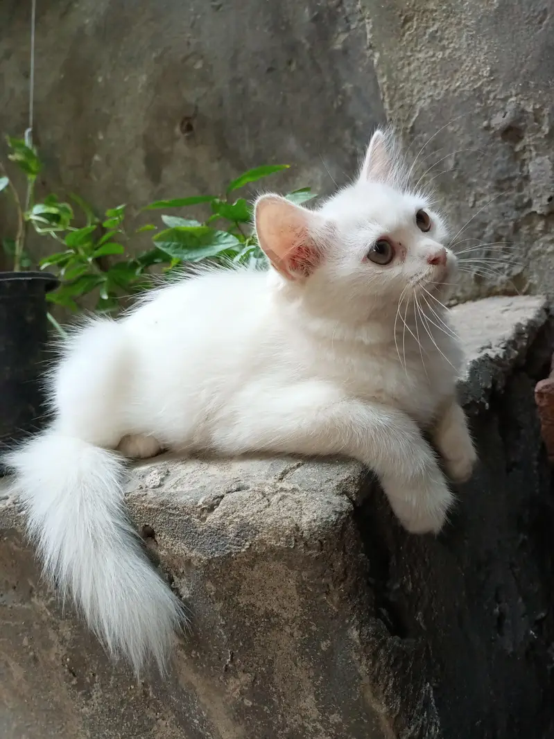 Persian fluffy kittens 2.5 month age up for sale — photo 3