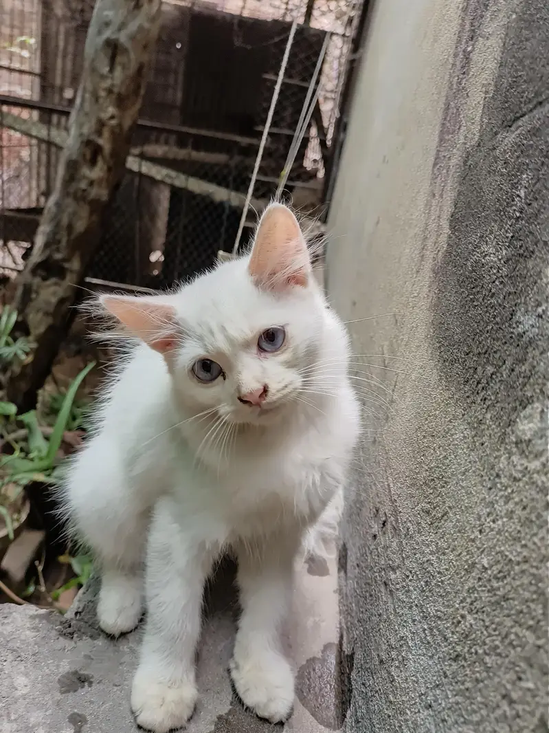 Persian fluffy kittens 2.5 month age up for sale — photo 4