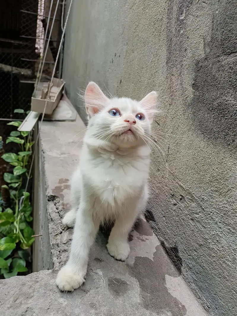 Persian fluffy kittens 2.5 month age up for sale — photo 5