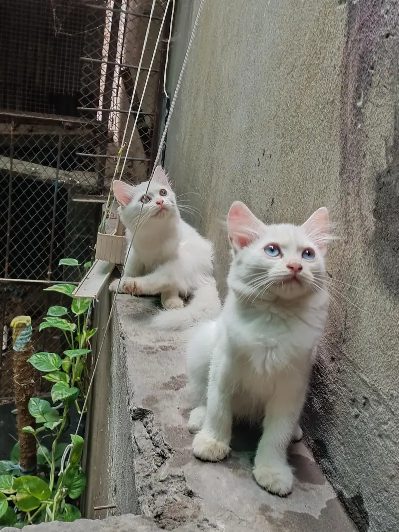 Persian fluffy kittens 2.5 month age up for sale — photo 6