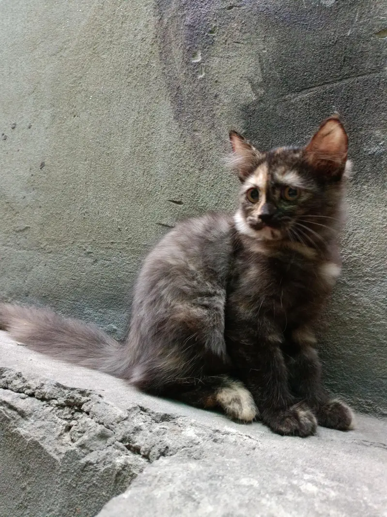 Persian fluffy kittens 2.5 month age up for sale — photo 7