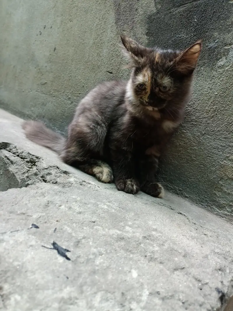 Persian fluffy kittens 2.5 month age up for sale — photo 8