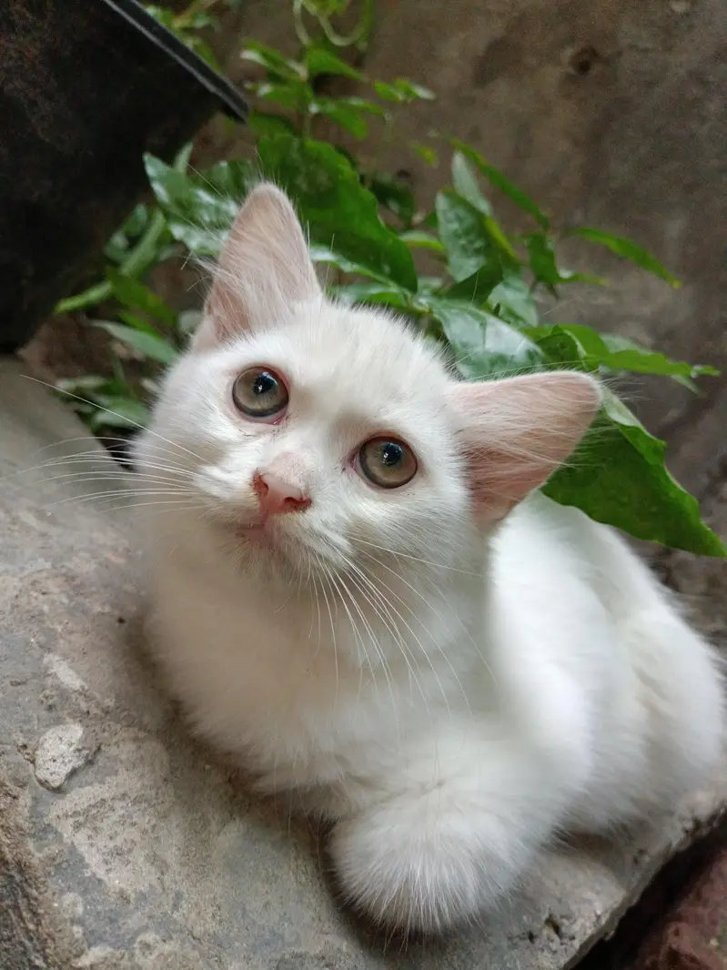 Persian fluffy kittens 2.5 month age up for sale — photo 9