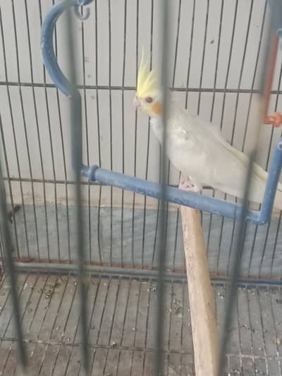 lutino exhibition cockatiel