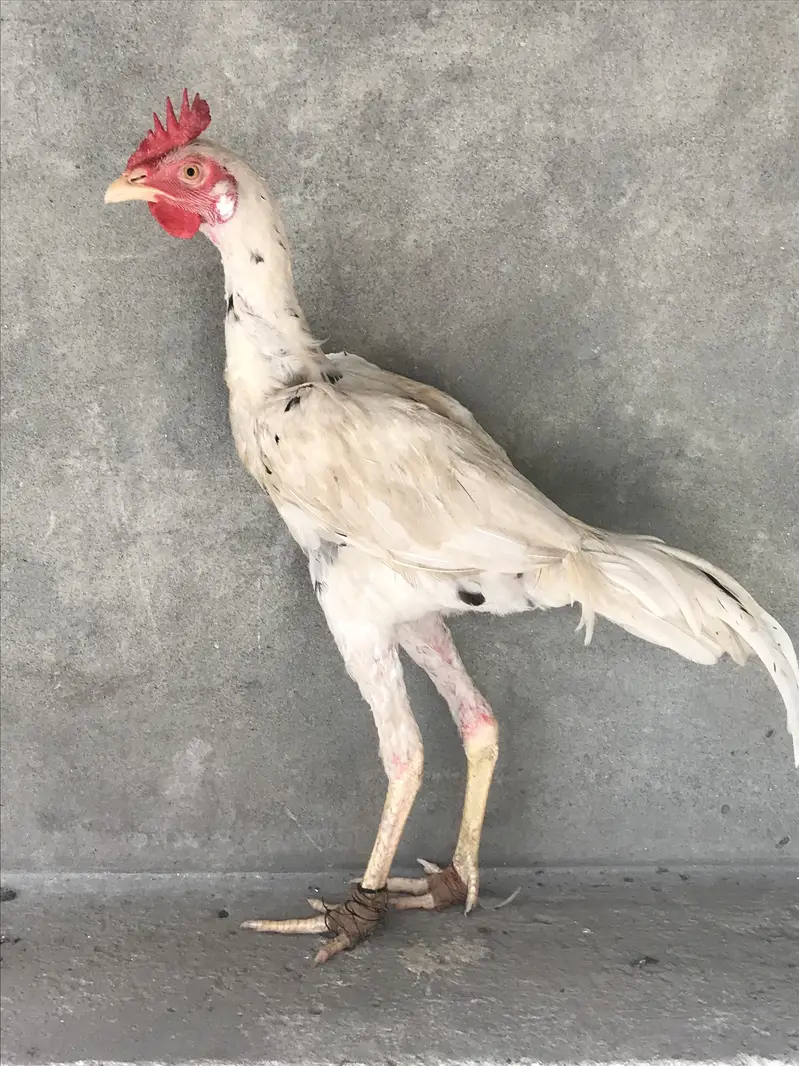 All Ok . Best for eggs , kurakkk and raise chicks perfectly — photo 6