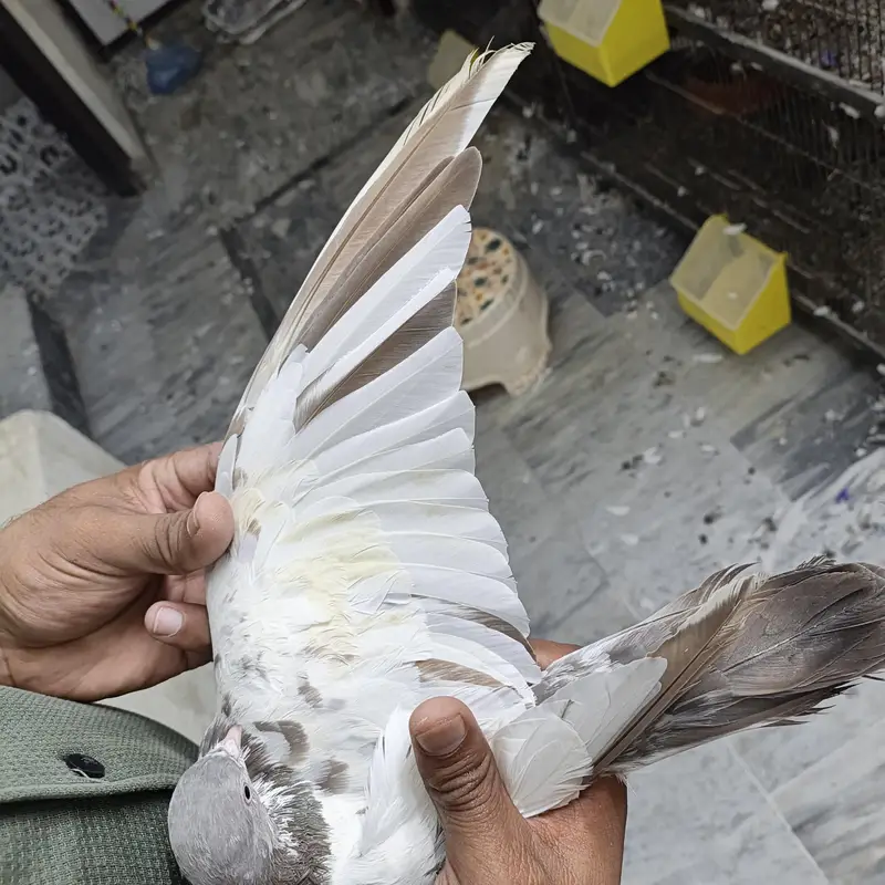 lakha pair — photo 4