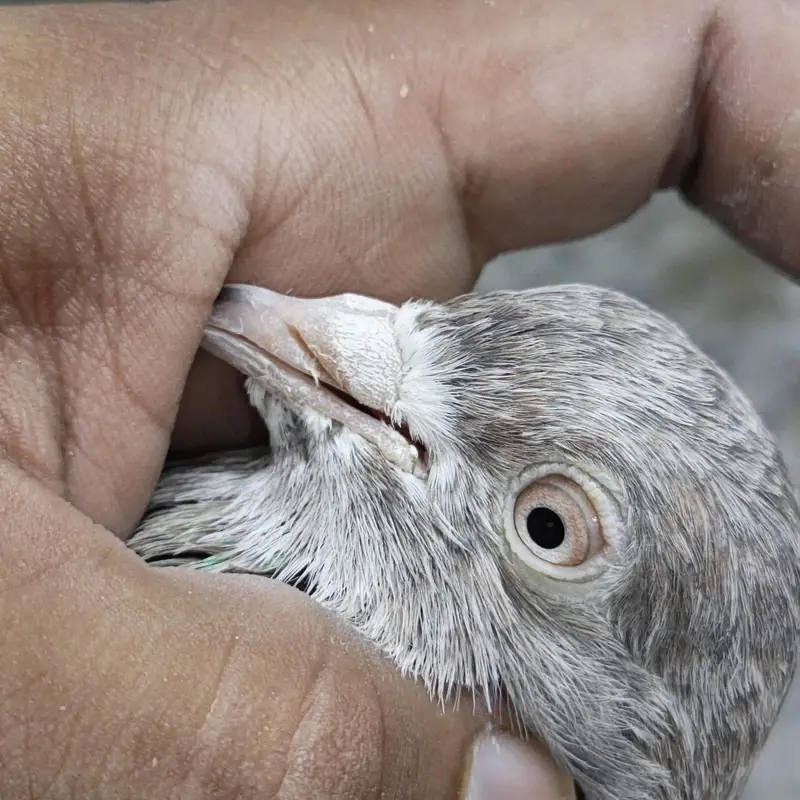 lakha pair — photo 6