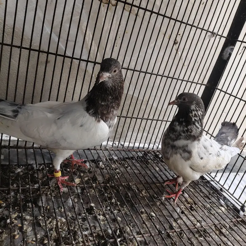 lakha pair — photo 9