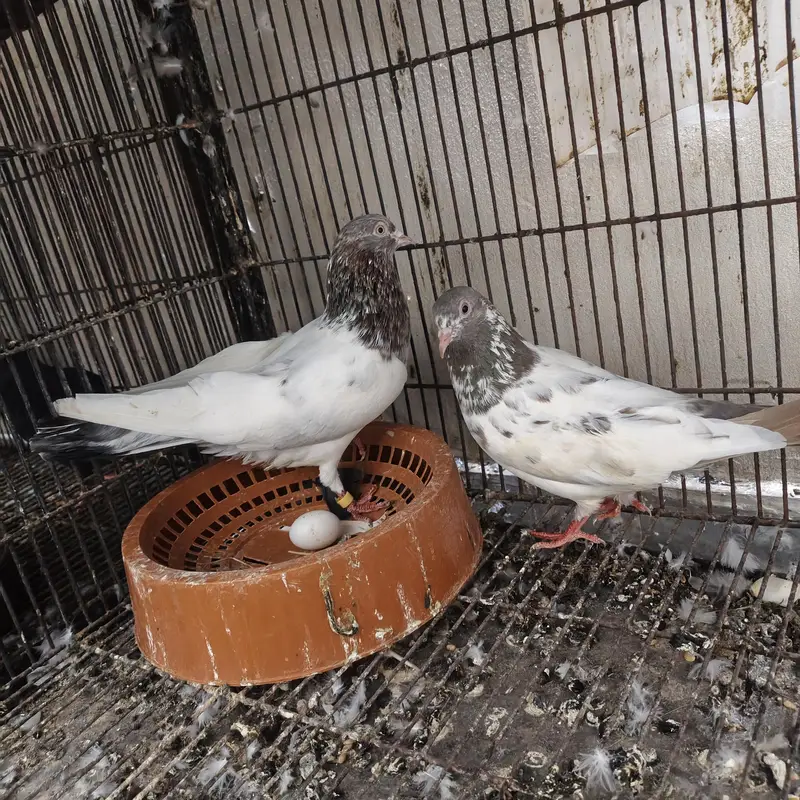 lakha pair — photo 10