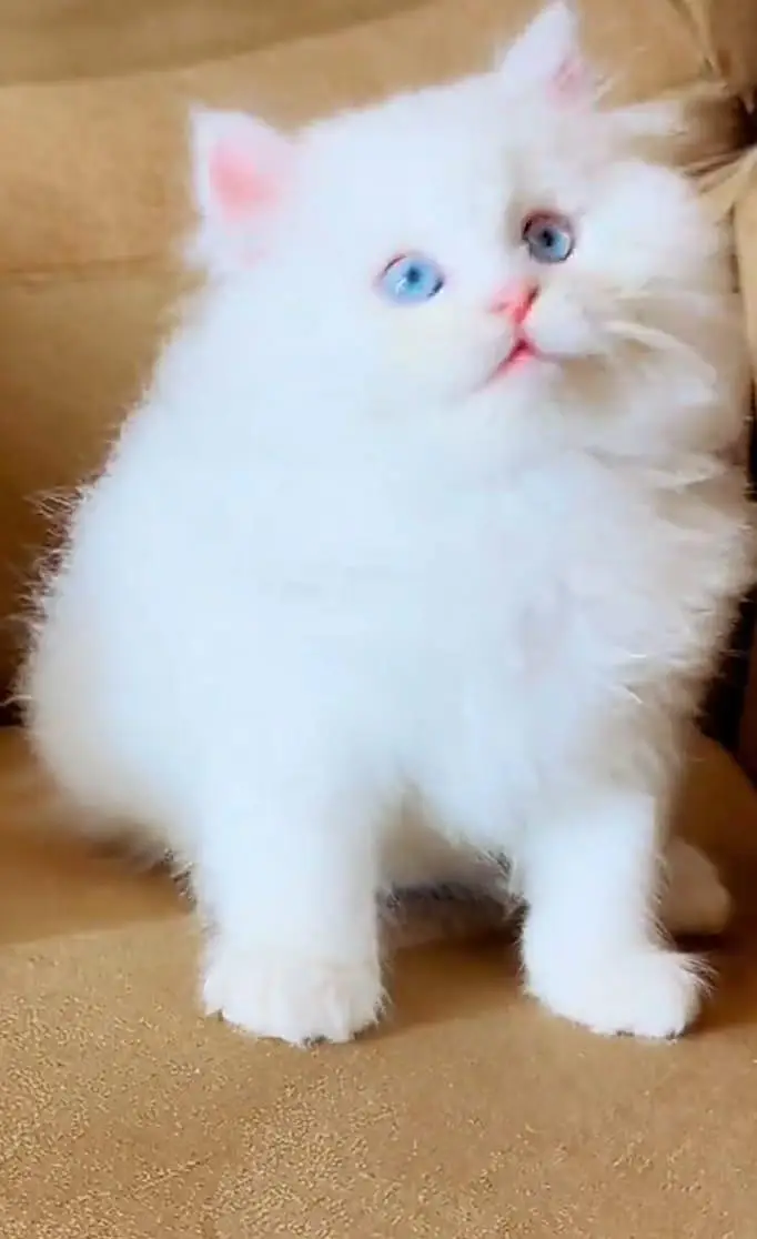 Persian cat triple coat Punch face vaccineated delivery available — photo 2