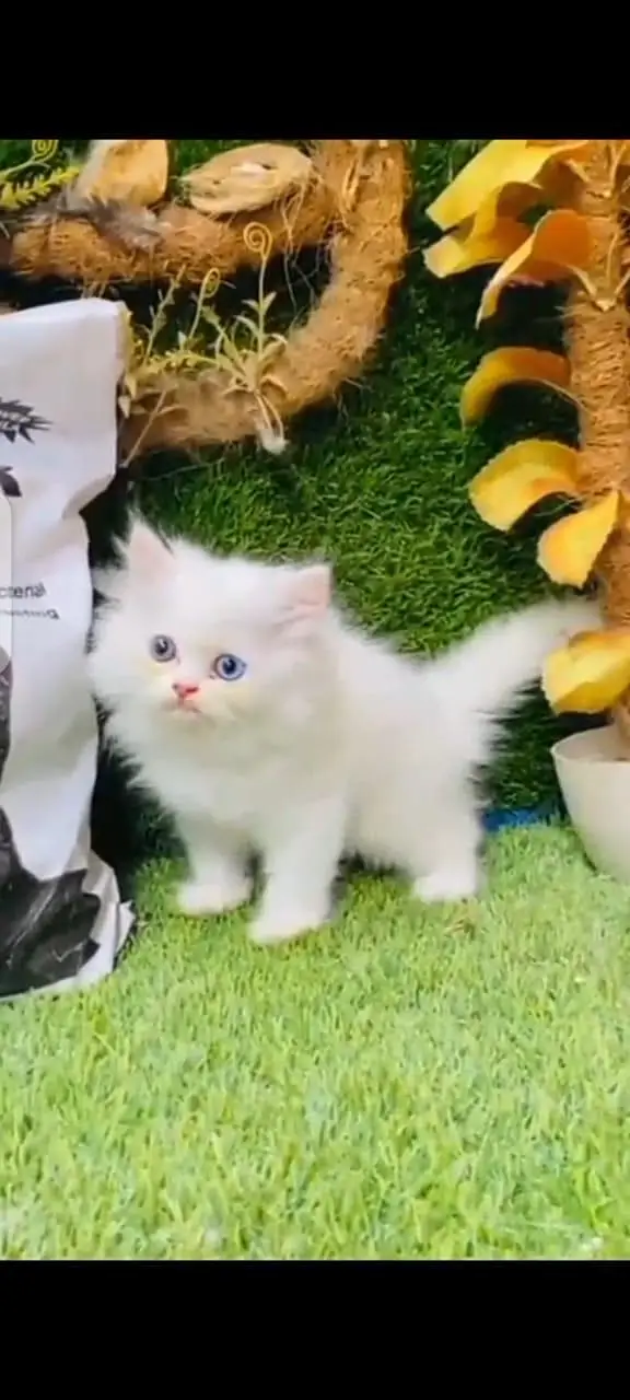 Persian cat triple coat Punch face vaccineated delivery available — photo 6