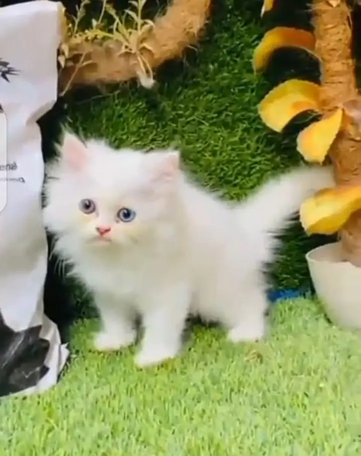 Persian cat triple coat Punch face vaccineated delivery available — photo 7