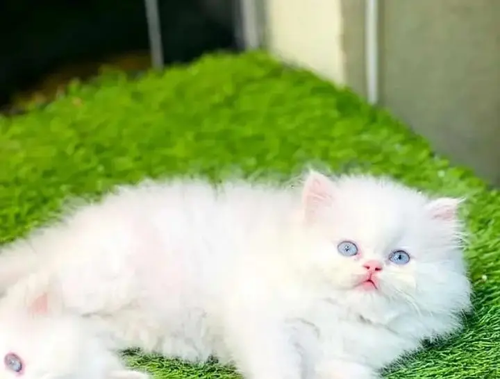 Persian cat triple coat Punch face vaccineated delivery available — photo 12