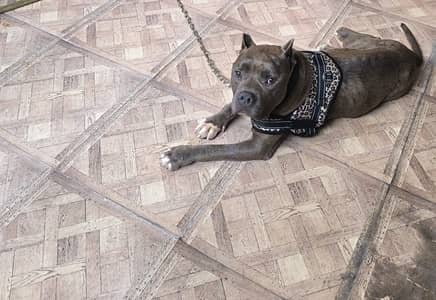 American pitbull