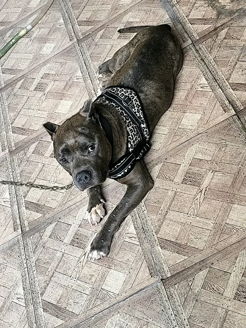 American pitbull — photo 2