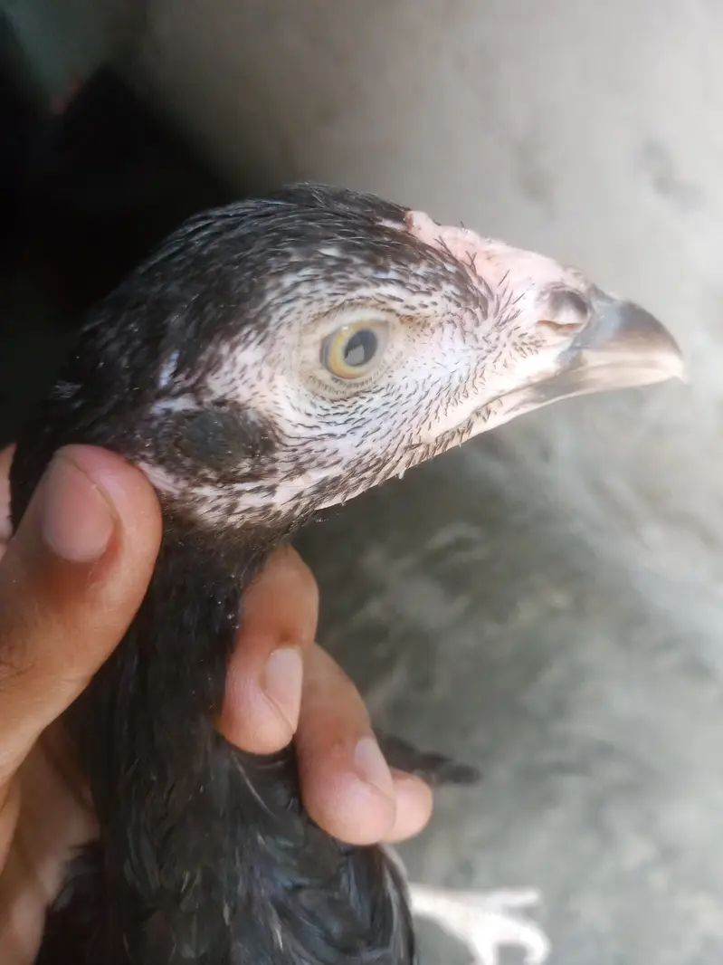 pokye murgi — photo 2