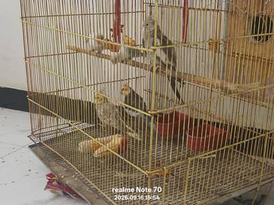cocktail and lovebirds for sale