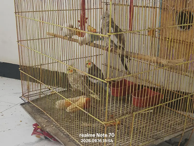 cocktail and lovebirds for sale