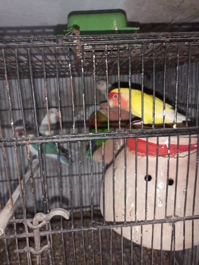 love birds