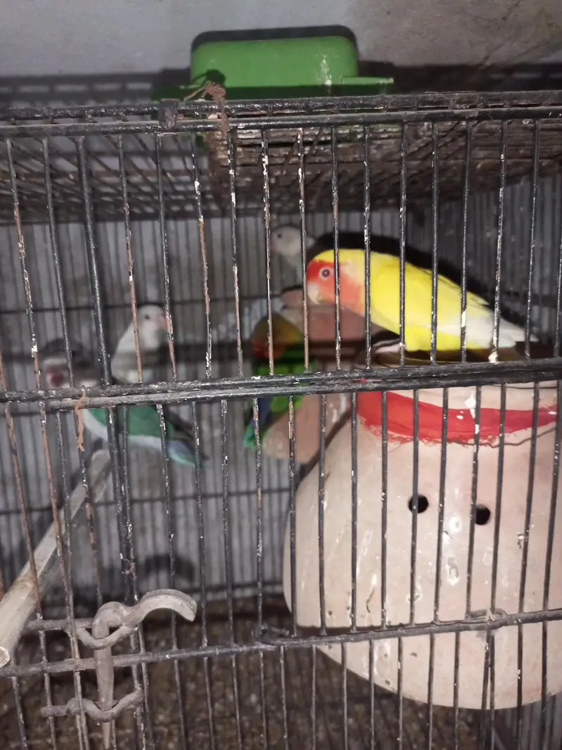 love birds