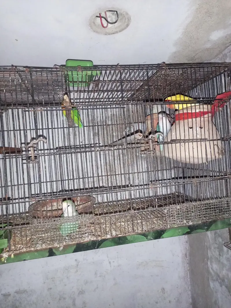 love birds — photo 2
