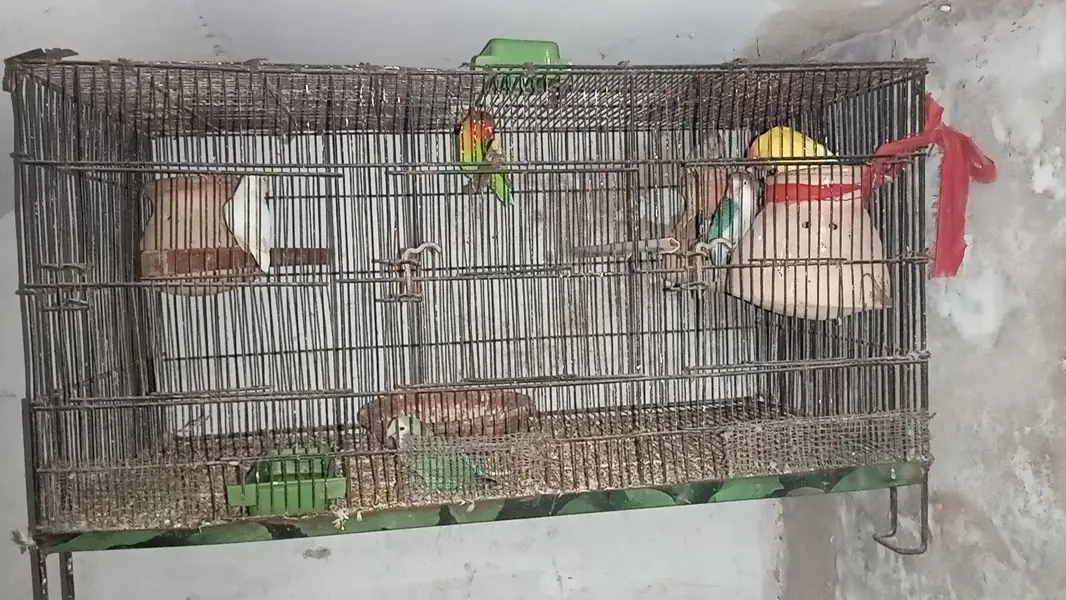 love birds — photo 3