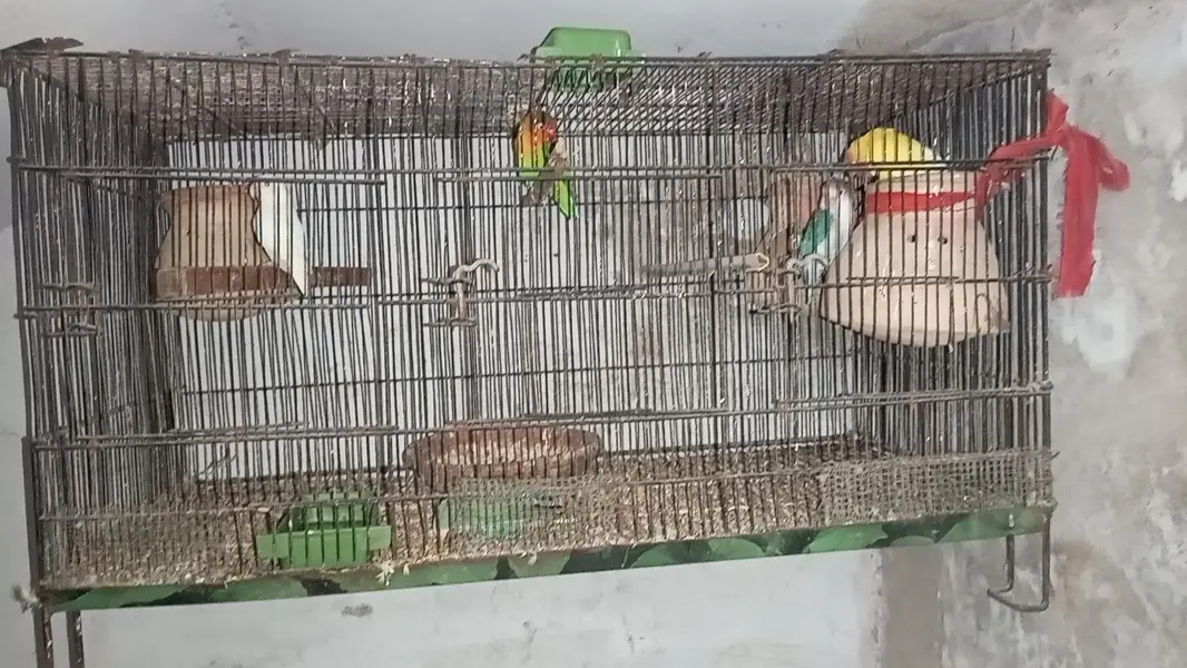 love birds — photo 4