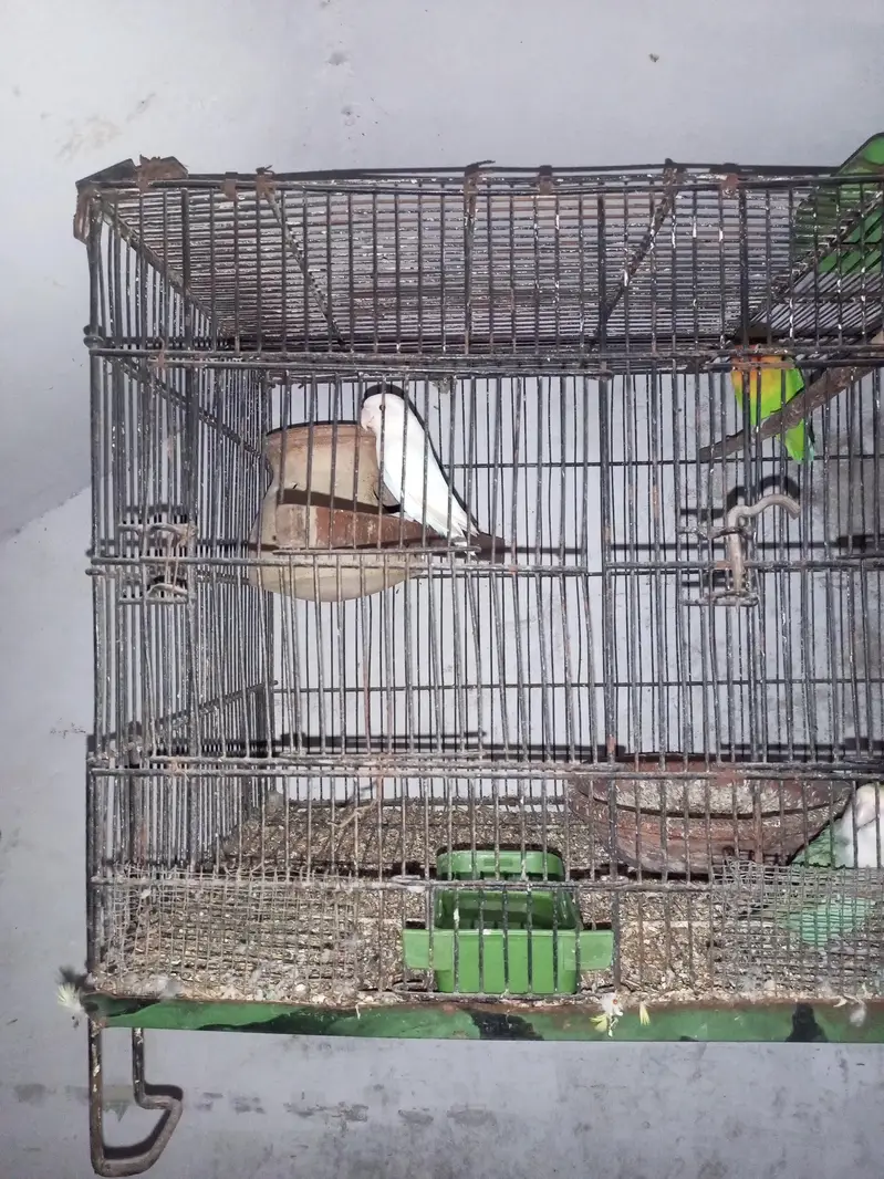 love birds — photo 5