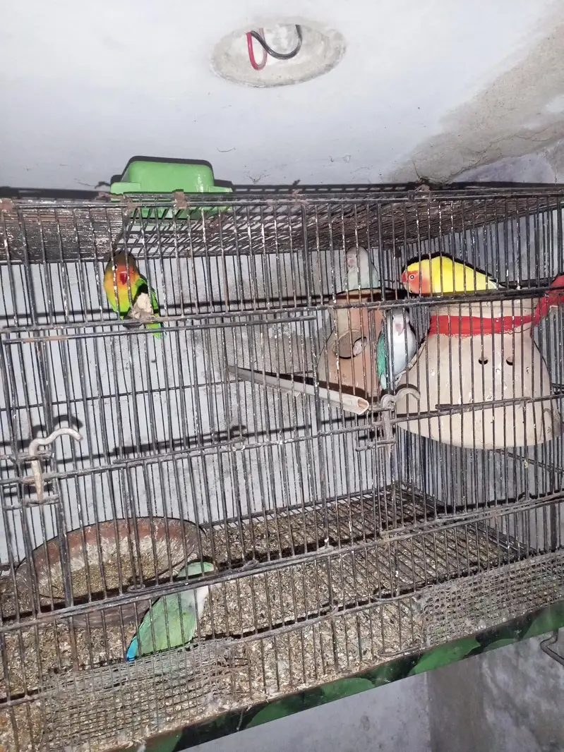 love birds — photo 6
