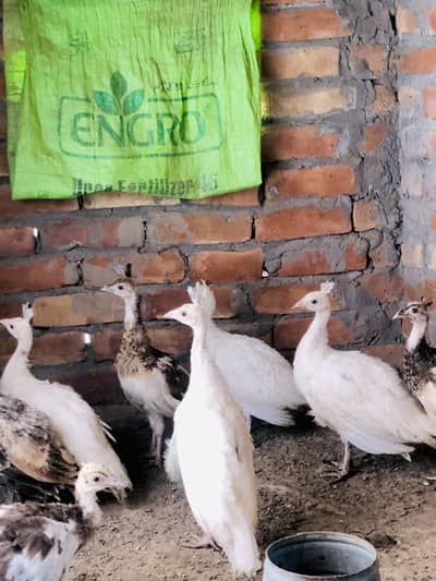 Peacocks 