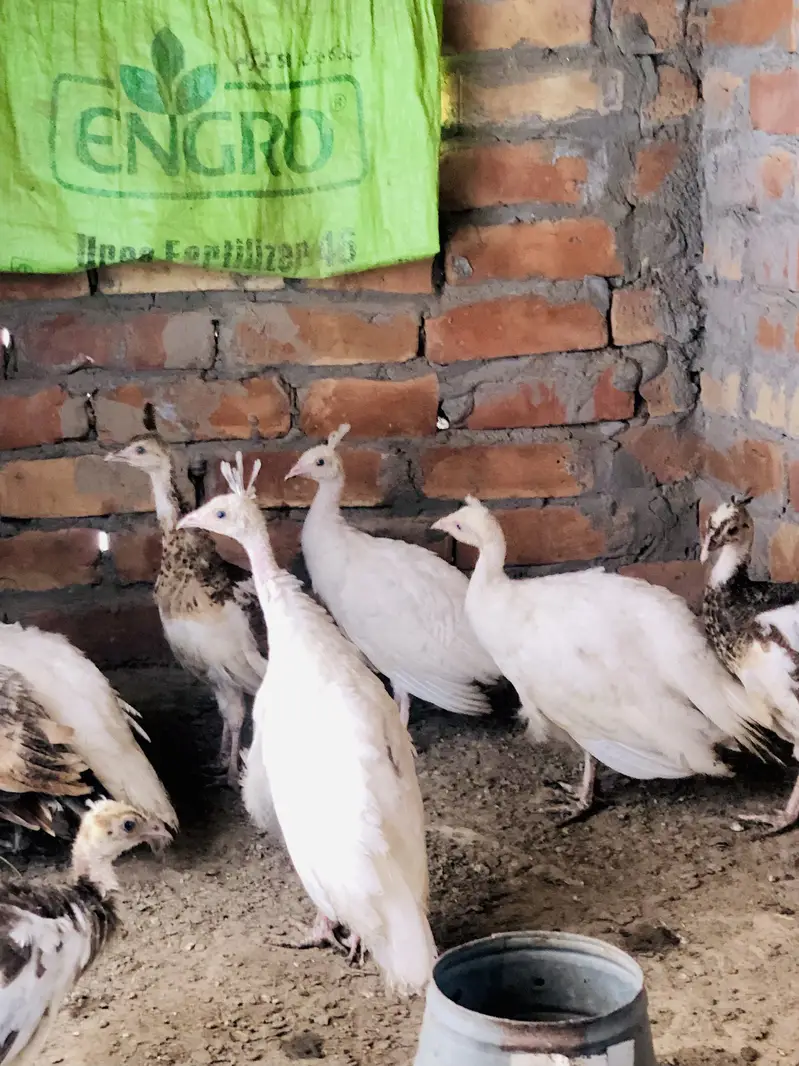Peacocks  — photo 3