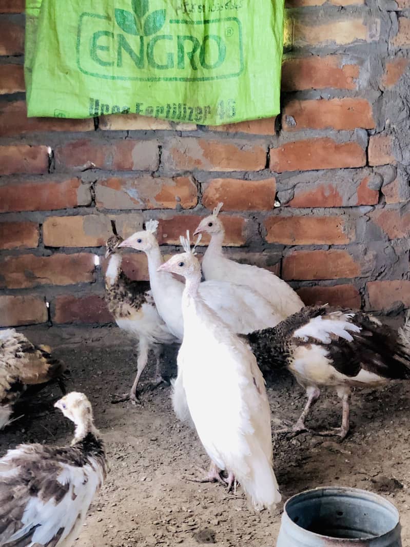 Peacocks  3