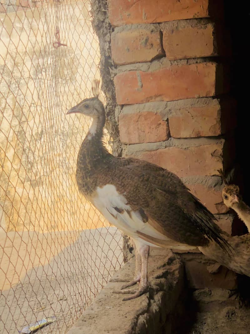 Peacocks  4