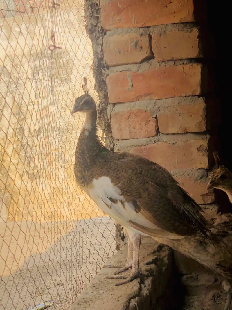 Peacocks  5