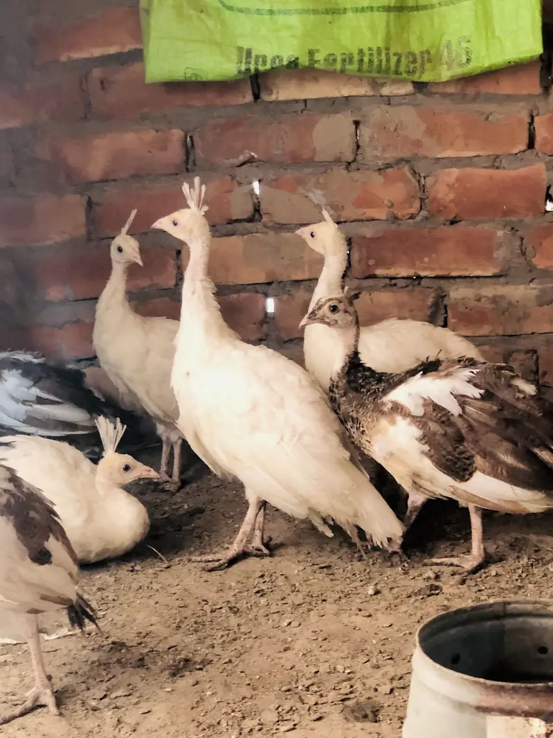 Peacocks  — photo 8
